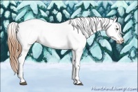 Horse Color:Chestnut Appaloosa 