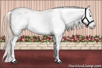 Horse Color:Palomino Appaloosa Brindle