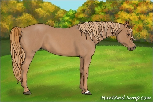 Horse Color:Red Roan 
