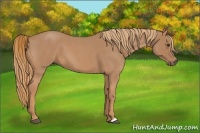 Horse Color:Red Roan