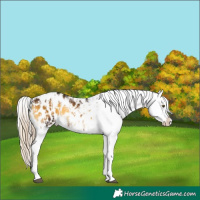 Horse Color:White Spotted Chocolate Palomino Onyx Appaloosa  and White Spotted Chocolate Palomino Onyx Appaloosa 