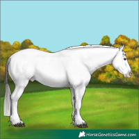 Horse Color:Liver Chestnut Snowflake Varnish  Brindle