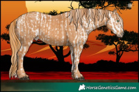 Horse Color:Buckskin Dun Appaloosa  Brindle