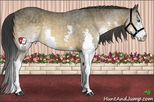 Horse Color:Buckskin Splash Brindle