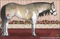 Horse Color:Buckskin Splash Brindle