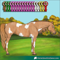 Horse Color:Buckskin Roan Appaloosa  Brindle