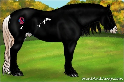 Horse Color:Chestnut Appaloosa  Brindle