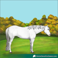 Horse Color:White Spotted Liver Red Onyx Appaloosa  and White Spotted Liver Red Onyx Appaloosa 