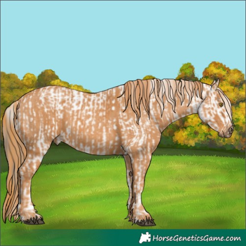 Horse Color:White Spotted Liver Chestnut Blanket  Brindle