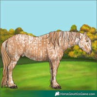 Horse Color:White Spotted Liver Chestnut Blanket  Brindle