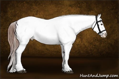 Horse Color:Red Dun Roan Snowcap  and Red Dun Roan Snowcap 