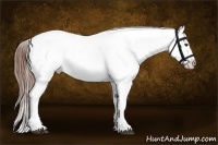 Horse Color:Red Dun Roan Appaloosa  and Red Dun Roan Appaloosa 