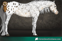 Horse Color:Buckskin Appaloosa  Brindle