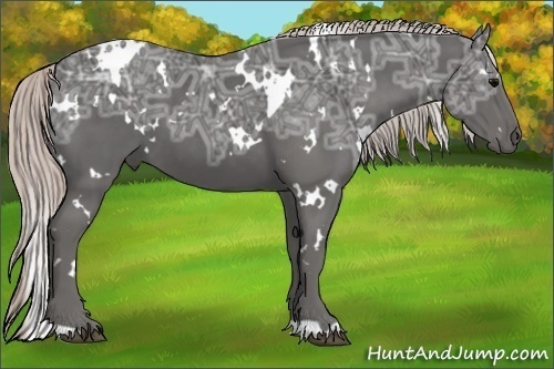 Horse Color:White Spotted Silver Black Ice