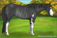 Horse Color:Black Sabino Rabicano 