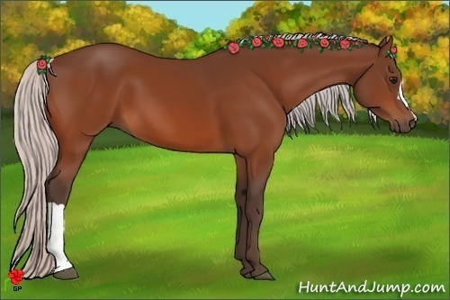 Horse Color:Silver Bay 