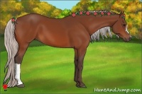 Horse Color:Silver Bay 