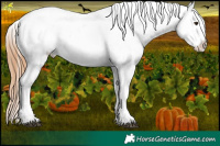 Horse Color:Red Onyx Appaloosa and Red Onyx Appaloosa