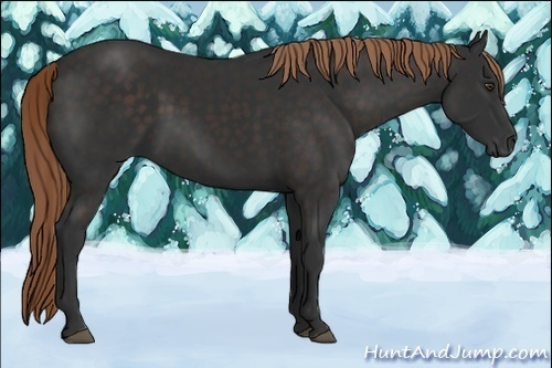 Horse Color:Liver Chestnut 