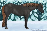 Horse Color:Liver Chestnut