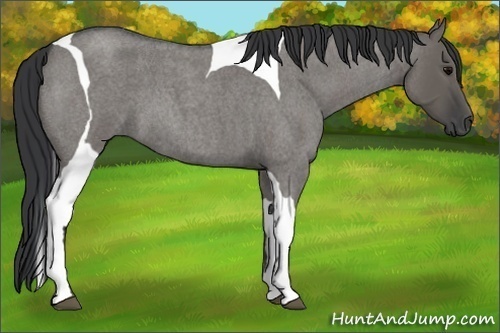 Horse Color:Grullo Roan Tobiano