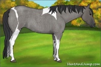 Horse Color:Grullo Roan Tobiano 