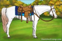 Horse Color:Bay Appaloosa and Bay Appaloosa