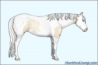 Horse Color:Silver Grullo Ice Pearl Sabino Splash Tobiano 