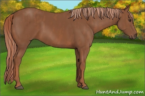 Horse Color:Chestnut  Brindle