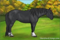 Horse Color:Black  and Black 