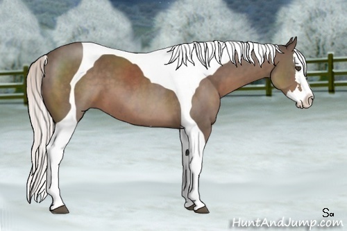 Horse Color:Unknown 
