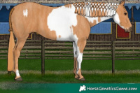 Horse Color:Bay Onyx Appaloosa  Brindle