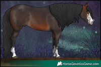 Horse Color:Brown Rabicano  and Brown Rabicano 