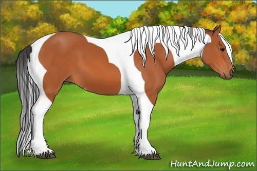 Horse Color:Bay Tobiano Frame