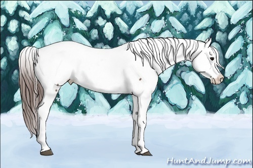 Horse Color:White Spotted Bay Snowcap  Brindle