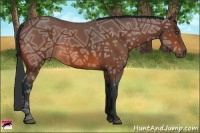 Horse Color:Bay Ice 