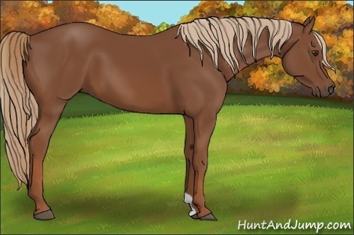 Horse Color:Chestnut 