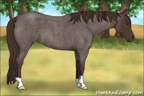 Horse Color:Liver Red Roan
