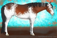 Horse Color:White Spotted Bay 