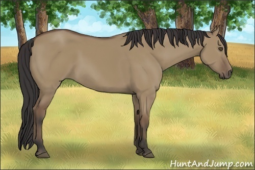 Horse Color:Buckskin Dun 