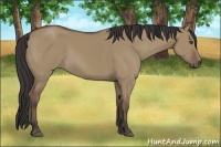 Horse Color:Buckskin Dun