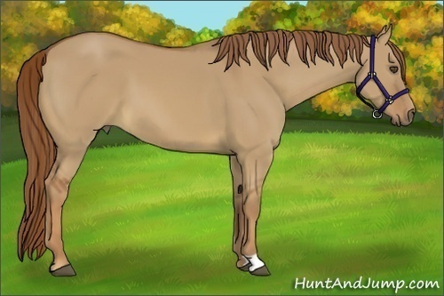Horse Color:Red Dun
