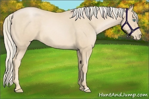 Horse Color:Palomino Pearl