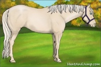 Horse Color:Palomino Pearl 