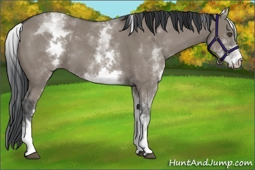 Horse Color:White Spotted Grullo