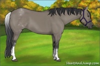 Horse Color:White Spotted Grullo