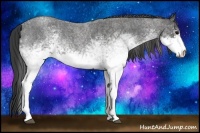 Horse Color:White Spotted Blue Roan Rabicano  Brindle