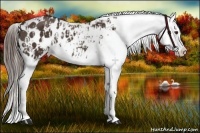 Horse Color:Liver Chestnut Appaloosa  and Liver Chestnut Appaloosa 
