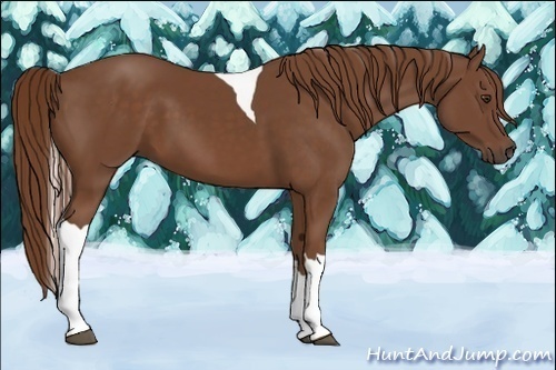 Horse Color:Chestnut Tobiano