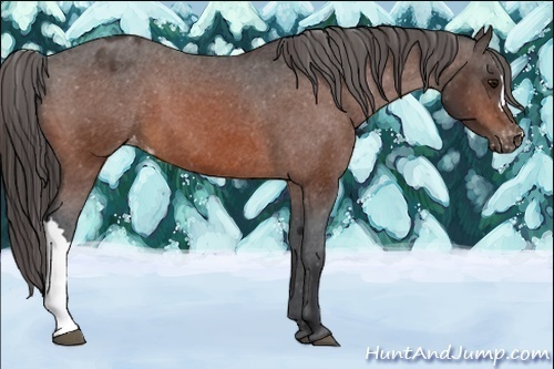 Horse Color:Bay Appaloosa 